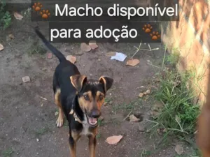 Cachorro raça SRD-ViraLata idade 1 ano nome Menino 