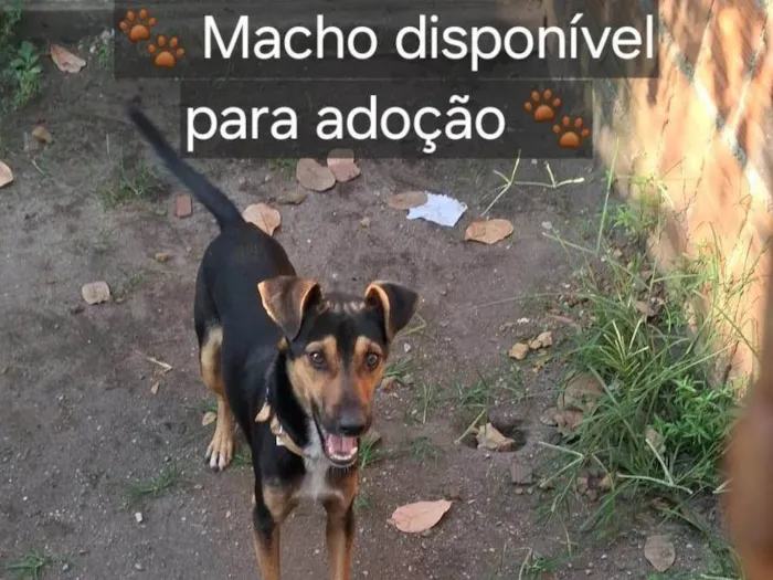 Cachorro ra a SRD-ViraLata idade 1 ano nome Menino 