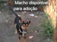 Menino