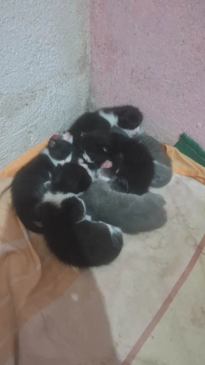 Gato ra a SRD-ViraLata idade Abaixo de 2 meses nome JAMILY LOURDES DA SILVA
