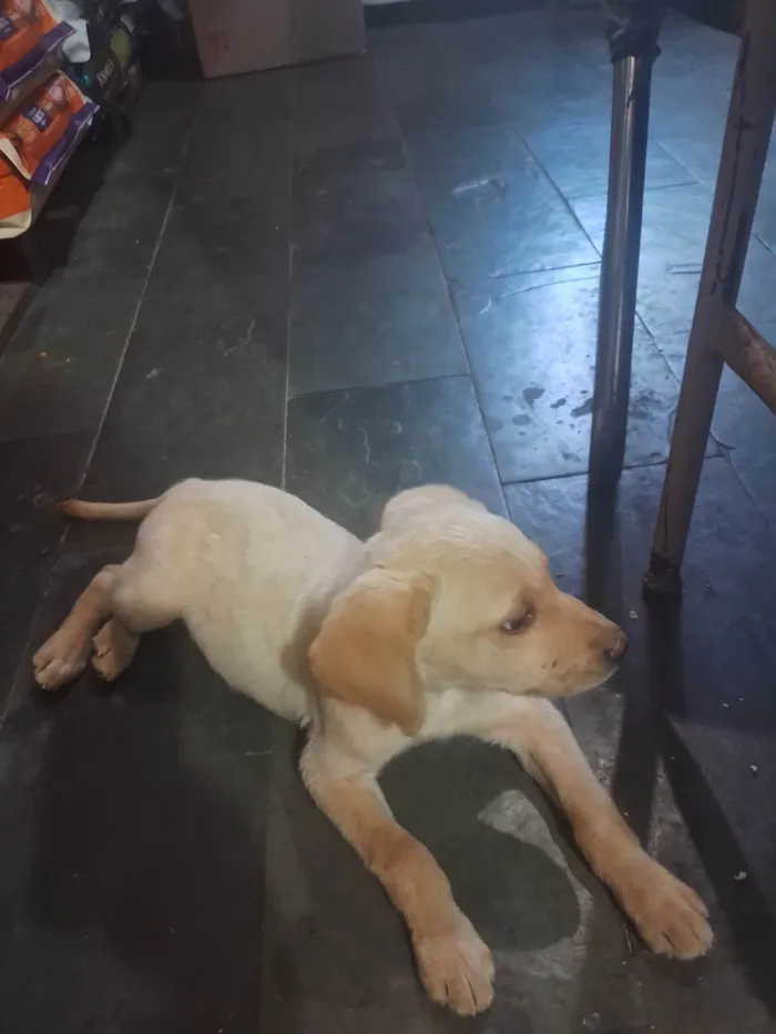 Cachorro ra a SRD-ViraLata idade 2 a 6 meses nome Sol