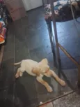 Sol