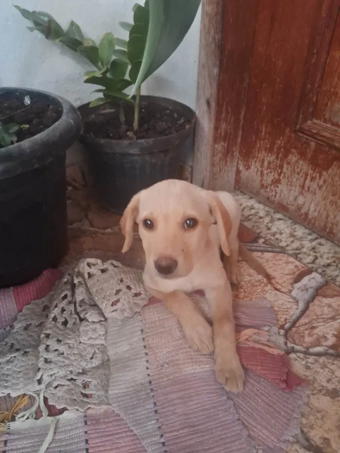 Cachorro ra a SRD-ViraLata idade 2 a 6 meses nome Sol