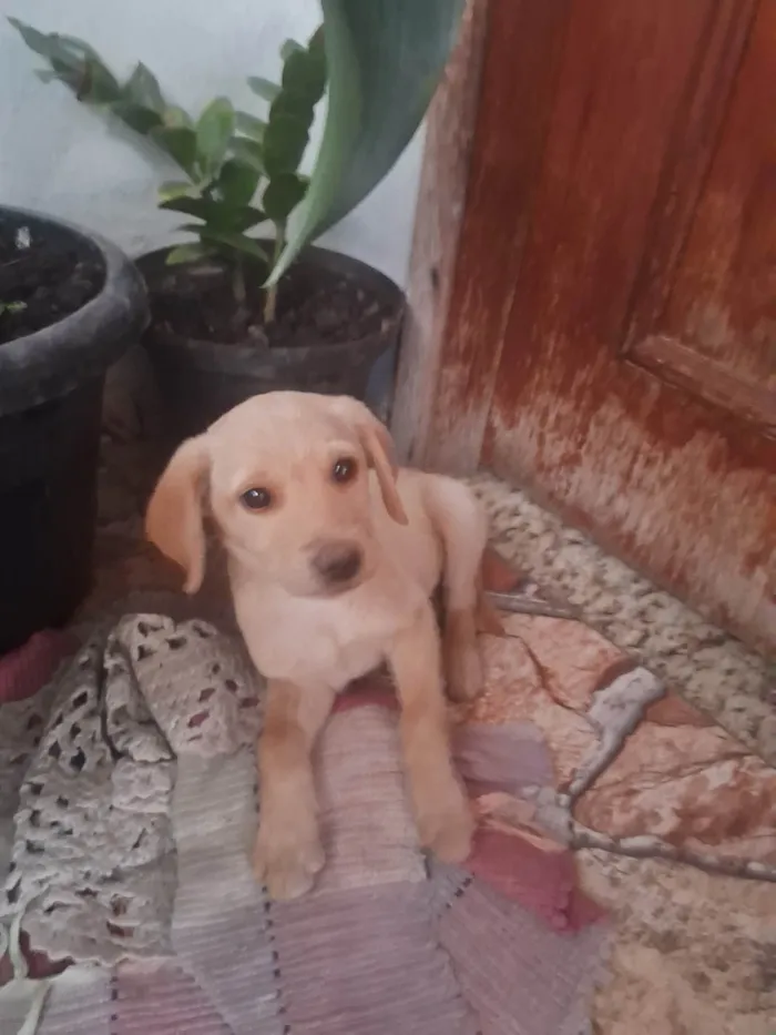 Cachorro ra a SRD-ViraLata idade 2 a 6 meses nome Sol