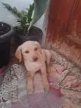 Sol