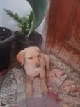 Sol