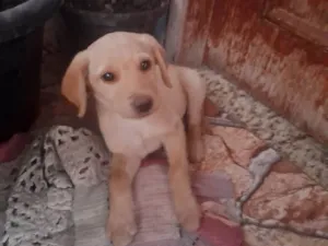Cachorro raça SRD-ViraLata idade 2 a 6 meses nome Sol