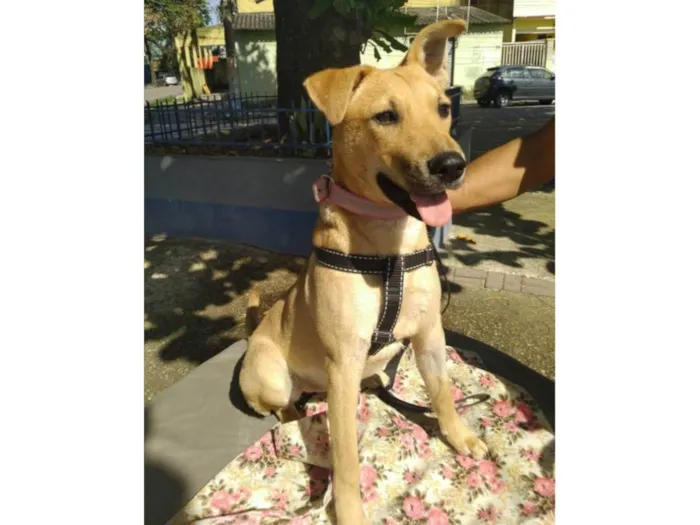 Cachorro ra a SRD-ViraLata idade 7 a 11 meses nome Vitoria