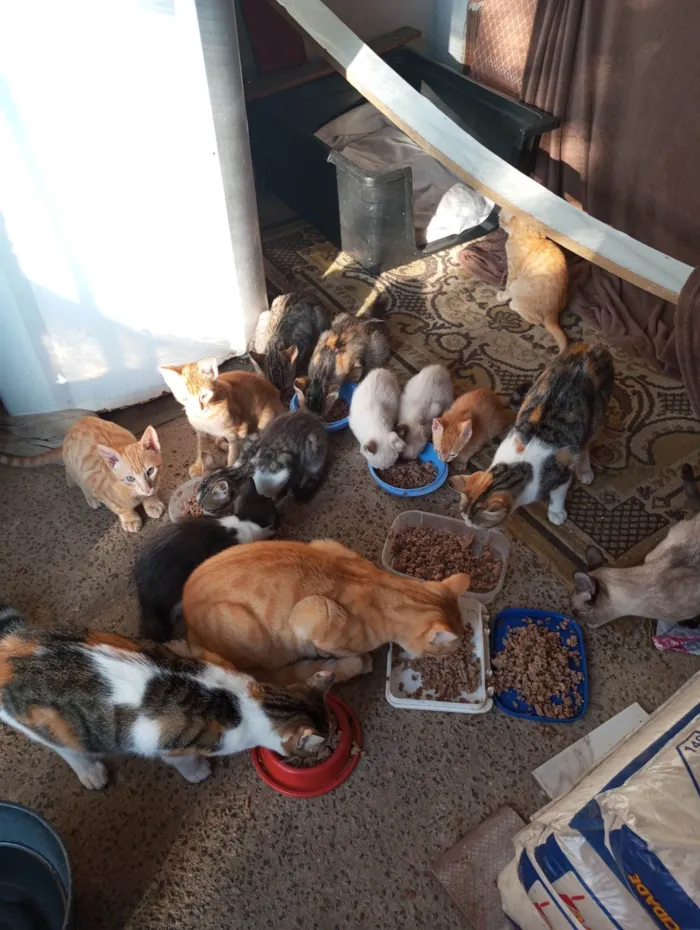 Gato ra a SRD-ViraLata idade 1 ano nome Julieta, adquira e melissa e mel 