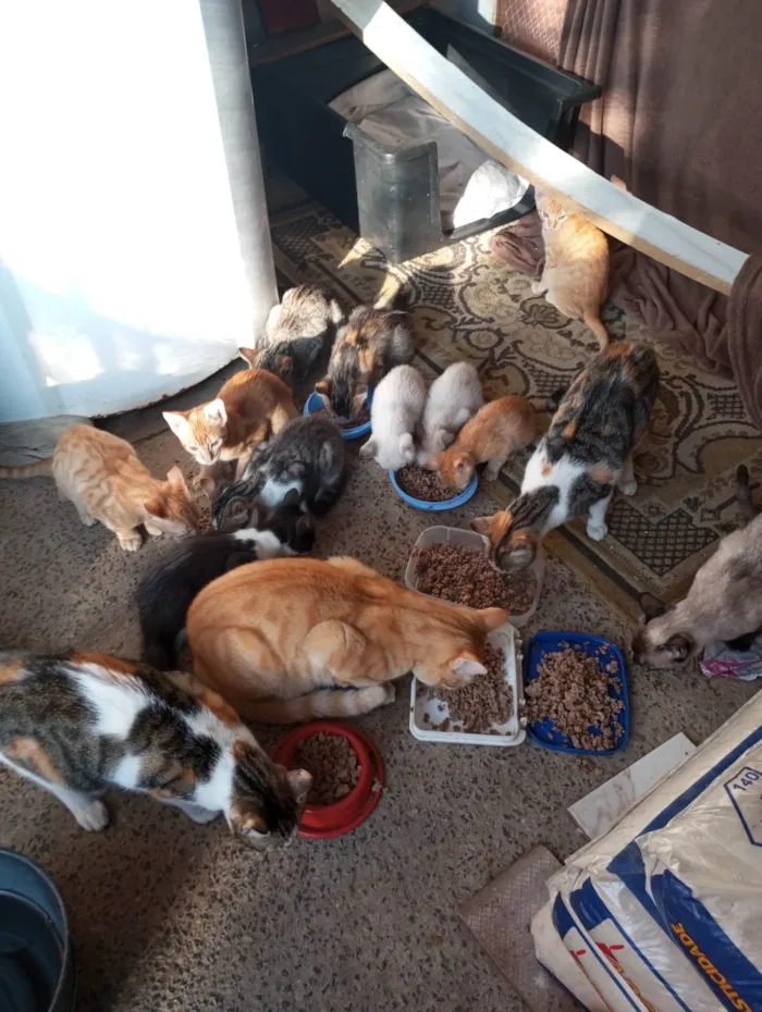 Gato ra a SRD-ViraLata idade 1 ano nome Julieta, adquira e melissa e mel 