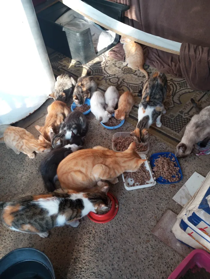 Gato ra a SRD-ViraLata idade 1 ano nome Julieta, adquira e melissa e mel 