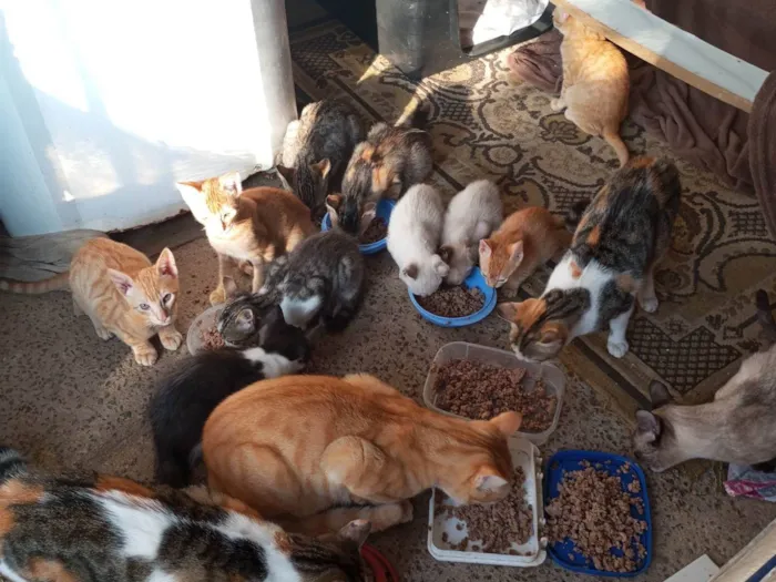 Gato ra a SRD-ViraLata idade 1 ano nome Julieta, adquira e melissa e mel 
