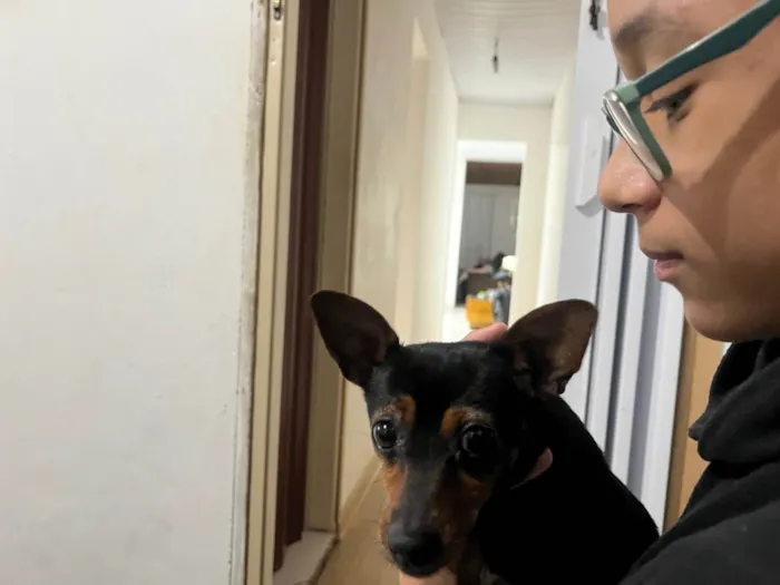 Cachorro ra a Pinscher idade 1 ano nome Aurora