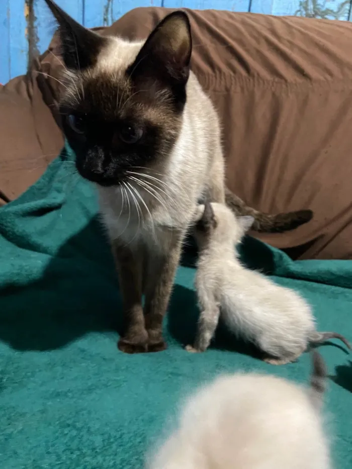 Gato ra a Siamês idade Abaixo de 2 meses nome Siamês 
