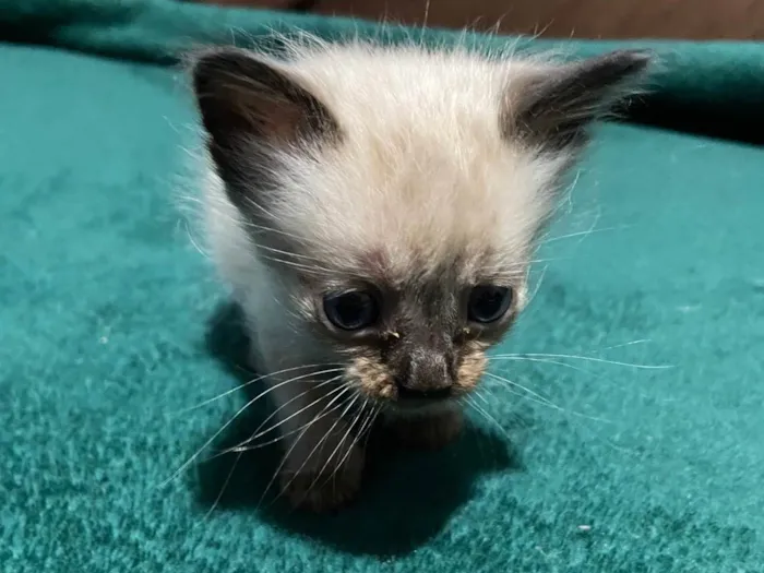 Gato ra a Siamês idade Abaixo de 2 meses nome Siamês 
