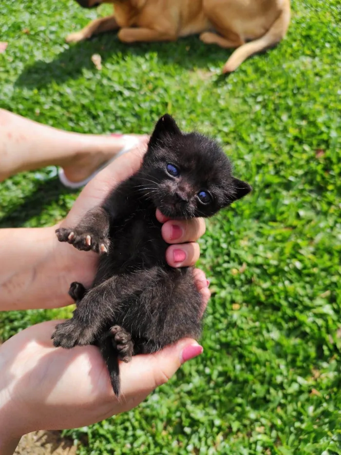 Gato ra a SRD-ViraLata idade Abaixo de 2 meses nome s/n