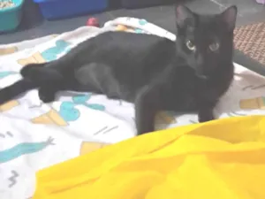Gato raça SRD-ViraLata idade 2 anos nome Mika 