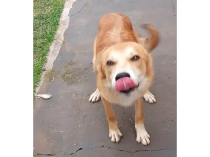 Cachorro raça SRD-ViraLata idade 4 anos nome Popota