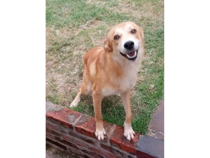 Cachorro ra a SRD-ViraLata idade 4 anos nome Popota
