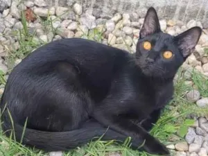 Gato raça SRD-ViraLata idade 1 ano nome Kaká