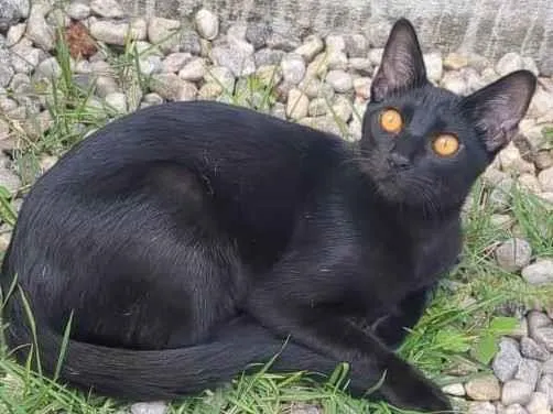 Gato ra a SRD-ViraLata idade 1 ano nome Kaká