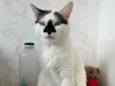 Mufaça