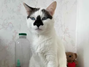Gato raça SRD-ViraLata idade 4 anos nome Mufaça