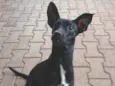Kiara 