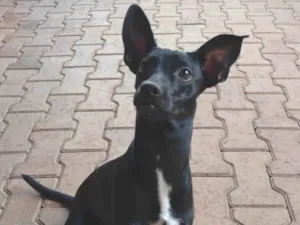 Cachorro raça SRD-ViraLata idade 7 a 11 meses nome Kiara 