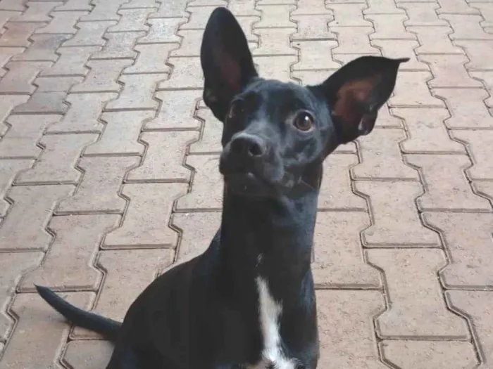 Cachorro ra a SRD-ViraLata idade 7 a 11 meses nome Kiara 