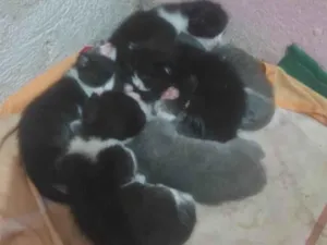 Gato raça SRD-ViraLata idade Abaixo de 2 meses nome JAMILY LOURDES DA SILVA