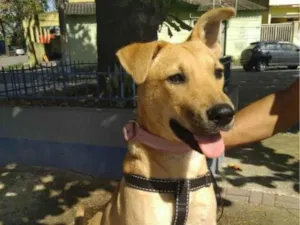 Cachorro raça SRD-ViraLata idade 7 a 11 meses nome Vitoria