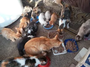 Gato raça SRD-ViraLata idade 1 ano nome Julieta, adquira e melissa e mel 