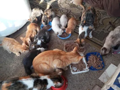Gato raça SRD-ViraLata idade 1 ano nome Julieta, adquira e melissa e mel 