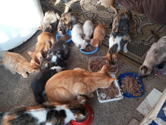Gato ra a SRD-ViraLata idade 1 ano nome Julieta, adquira e melissa e mel 