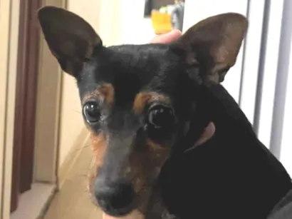 Cachorro raça Pinscher idade 1 ano nome Aurora