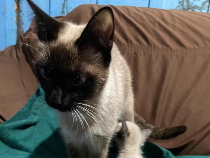 Gato ra a Siamês idade Abaixo de 2 meses nome Siamês 