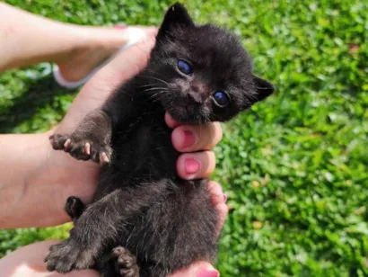 Gato raça SRD-ViraLata idade Abaixo de 2 meses nome s/n