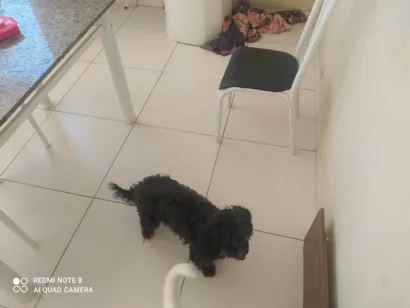 Cachorro raça Poodle idade 5 anos nome Luk
