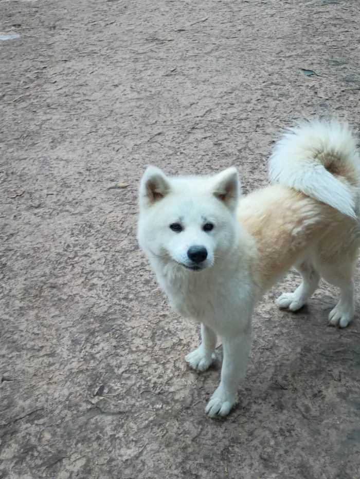 Cachorro ra a Husky Siberiano idade 2 a 6 meses nome Oliver 