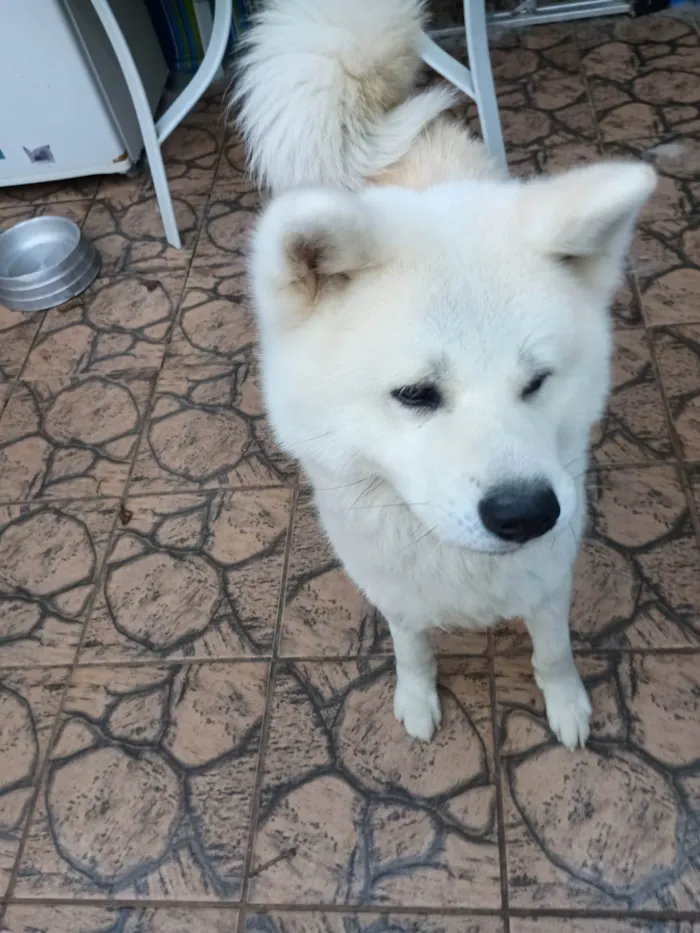 Cachorro ra a Husky Siberiano idade 2 a 6 meses nome Oliver 
