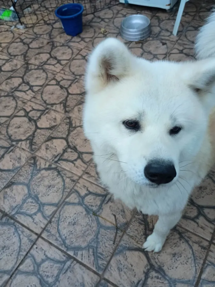 Cachorro ra a Husky Siberiano idade 2 a 6 meses nome Oliver 