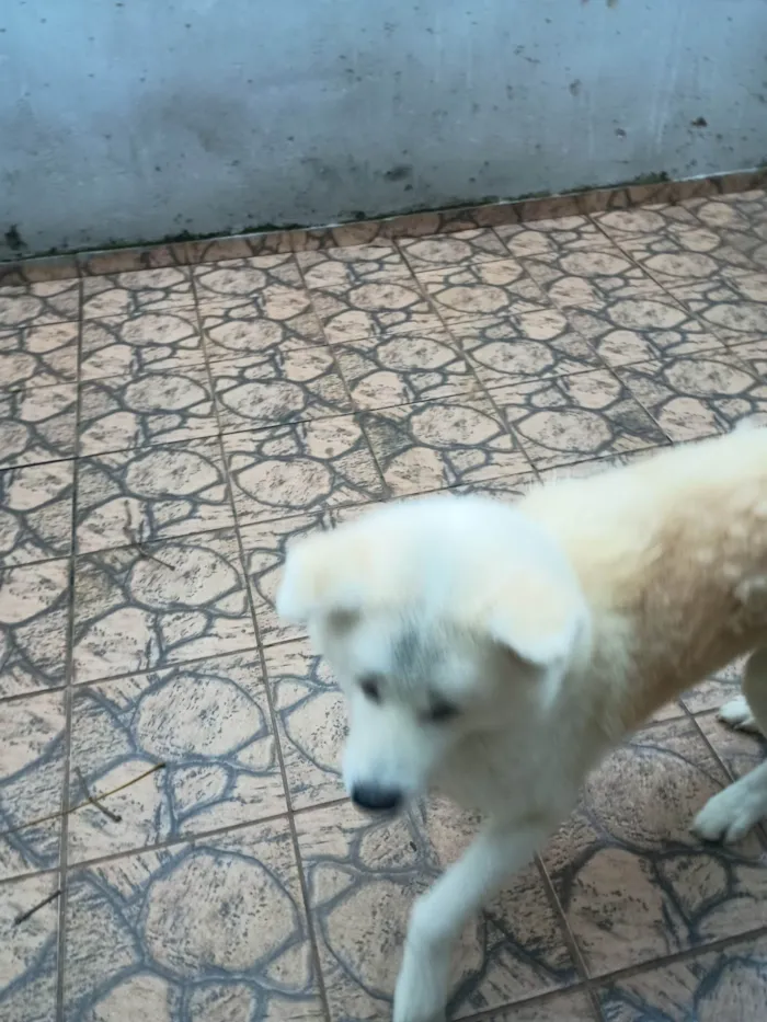 Cachorro ra a Husky Siberiano idade 2 a 6 meses nome Oliver 