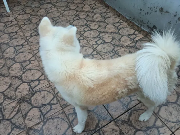 Cachorro ra a Husky Siberiano idade 2 a 6 meses nome Oliver 