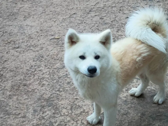 Cachorro ra a Husky Siberiano idade 2 a 6 meses nome Oliver 