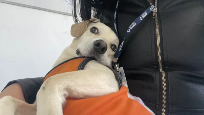 Cachorro ra a SRD-ViraLata idade 1 ano nome Esther