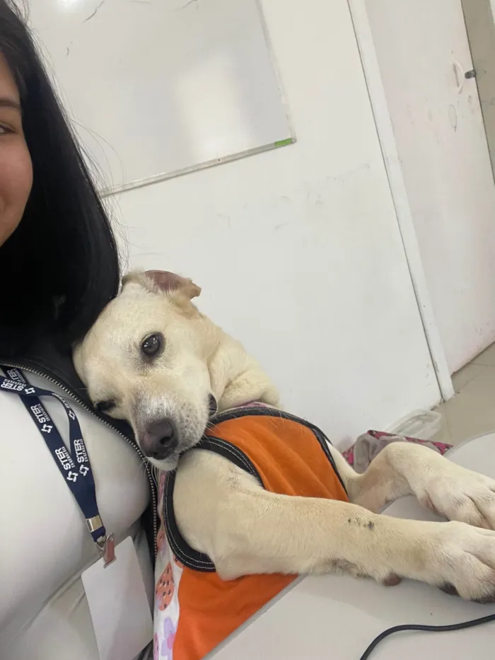 Cachorro ra a SRD-ViraLata idade 1 ano nome Esther