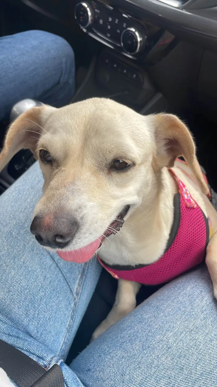 Cachorro ra a SRD-ViraLata idade 1 ano nome Esther