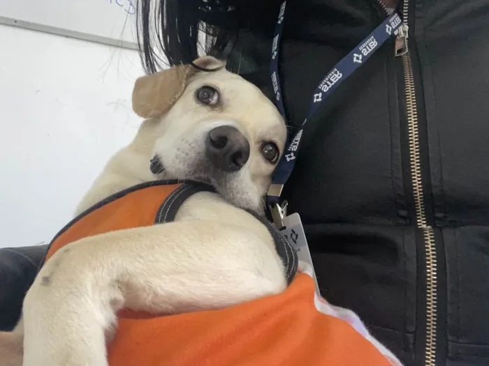 Cachorro ra a SRD-ViraLata idade 1 ano nome Esther