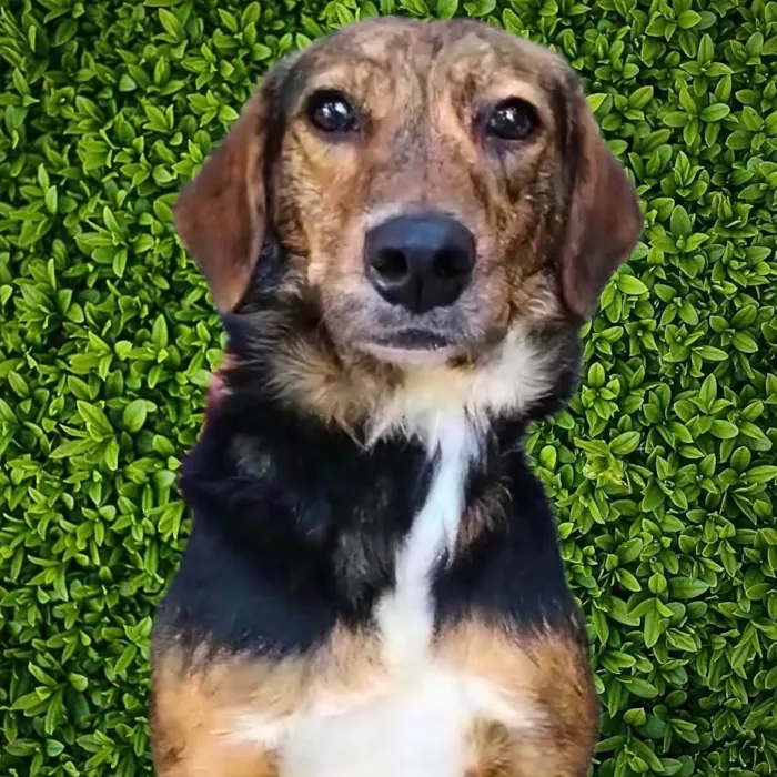 Cachorro ra a SRD-ViraLata idade 2 anos nome Pintadinha 